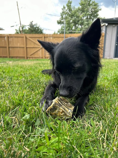 Black dog chewing on a toy outside on grass.