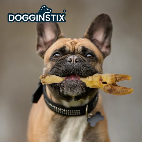 French Bulldog holding a chew toy in its mouth, branded DogginStix.