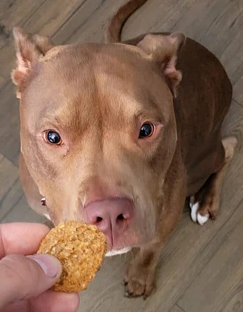 A brown dog eagerly sniffs a treat held in front of it.