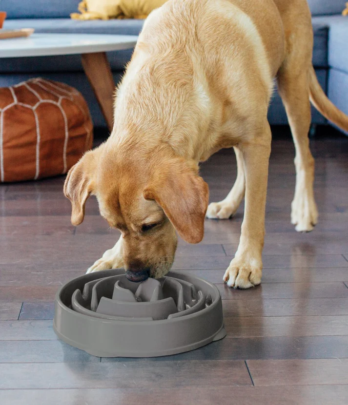 A dog eating from a slow feeder bowl indoors.