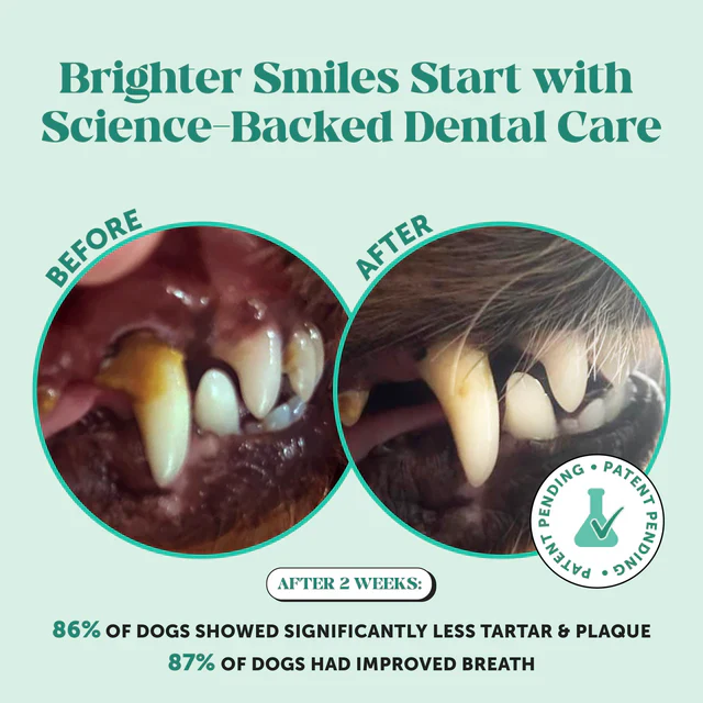 Before and after images showing improved dental health and reduced plaque.