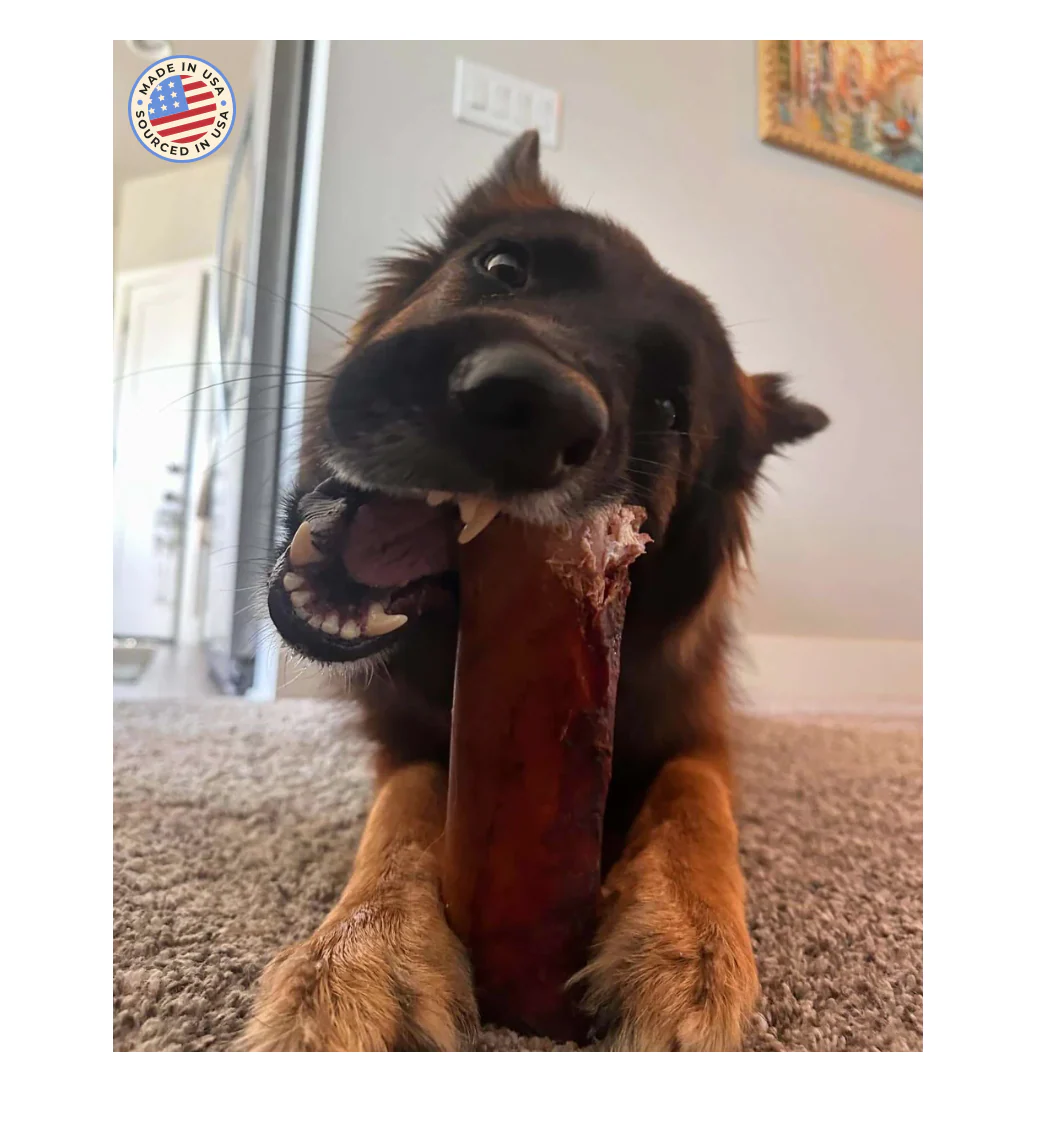 Dog happily chewing on a large bone indoors.